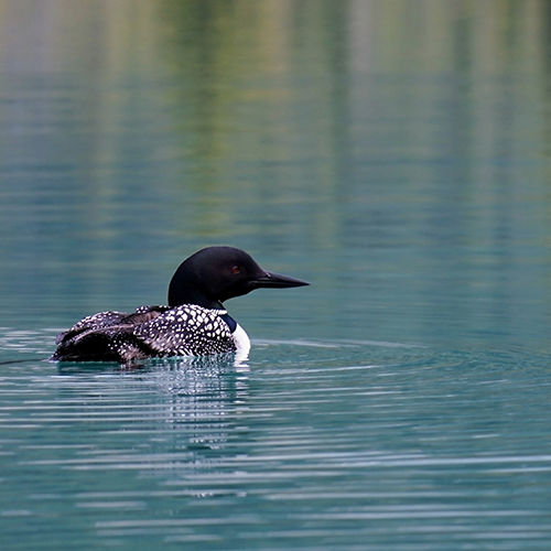 Loon